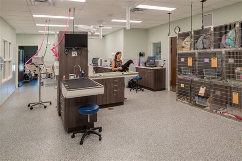 village vet webster|the village vet clinic.